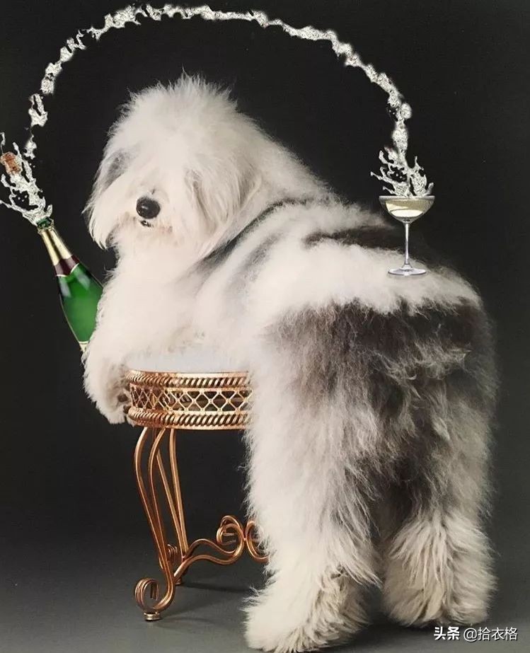 为抢玩具狗子跳起电臀舞！这么搞笑的屁屁可以看一年