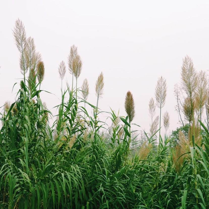 蜜月之旅去哪里好,蜜月之旅推荐国外