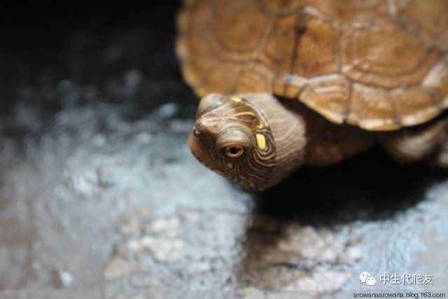地图龟成体样子,地图龟种类及图解