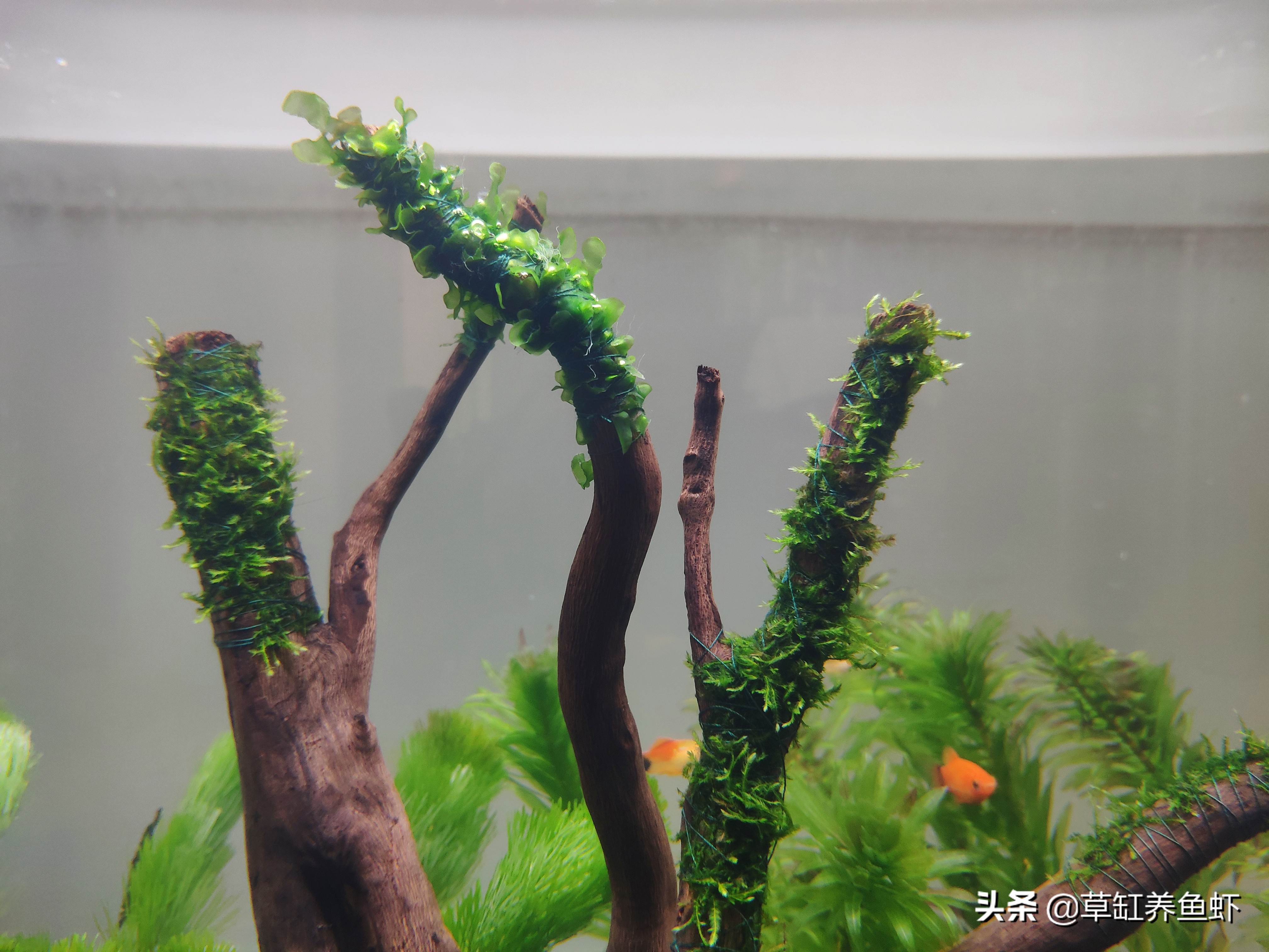 杜鹃根做莫斯树时间长会腐烂吗,莫斯树造景用沉木还是杜鹃根