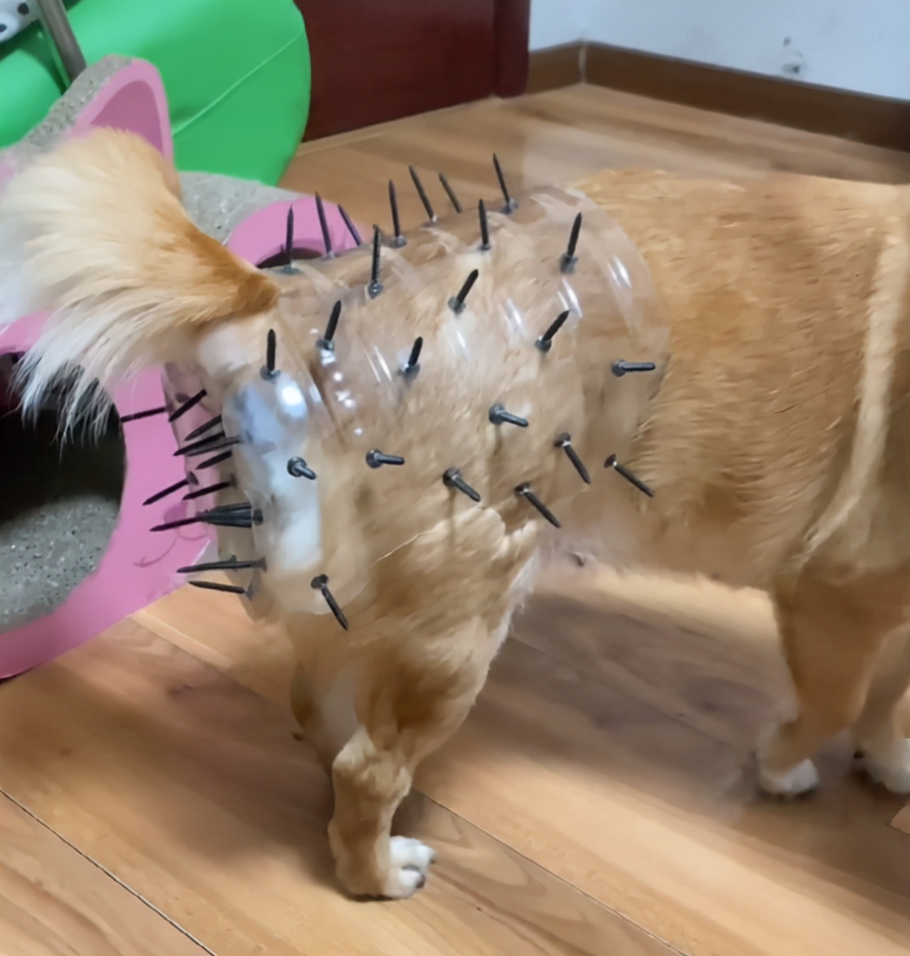 大型狗狗防止怀孕装备,防止狗狗怀孕的方法