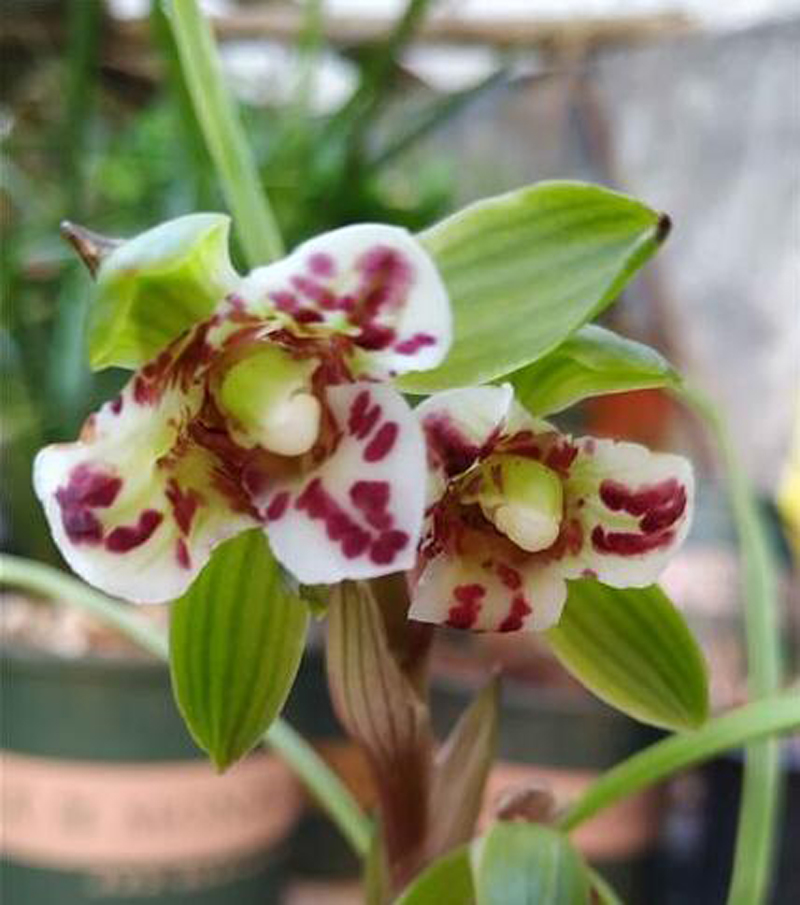 兰花只要不黄叶黑尖就属于正常吗,兰花换盆后发出的新芽黑尖了