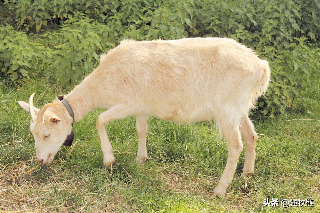 新手养羊买什么羊最好,怎么养羊才能养出最好的羊