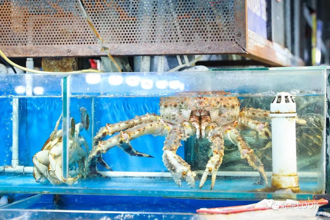 北京最大的露天花卉,北京最大的花卉大观园