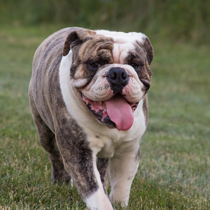 世界上最昂贵的10只狗,世界上十大最名贵的犬种附图