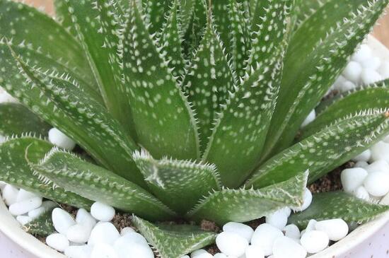 波露如何繁殖,波露叶片可以扦插繁殖吗