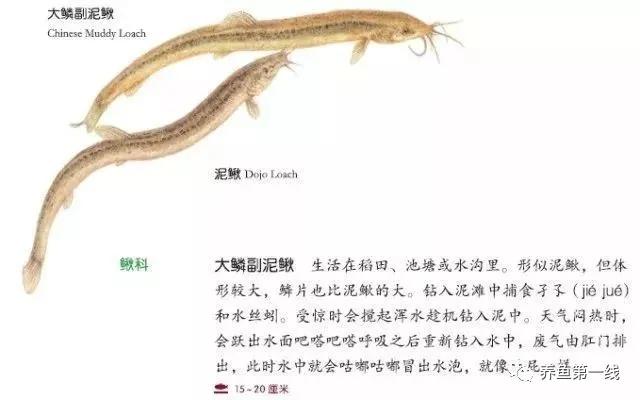 十种常见的水生动物,鳅科动物图片