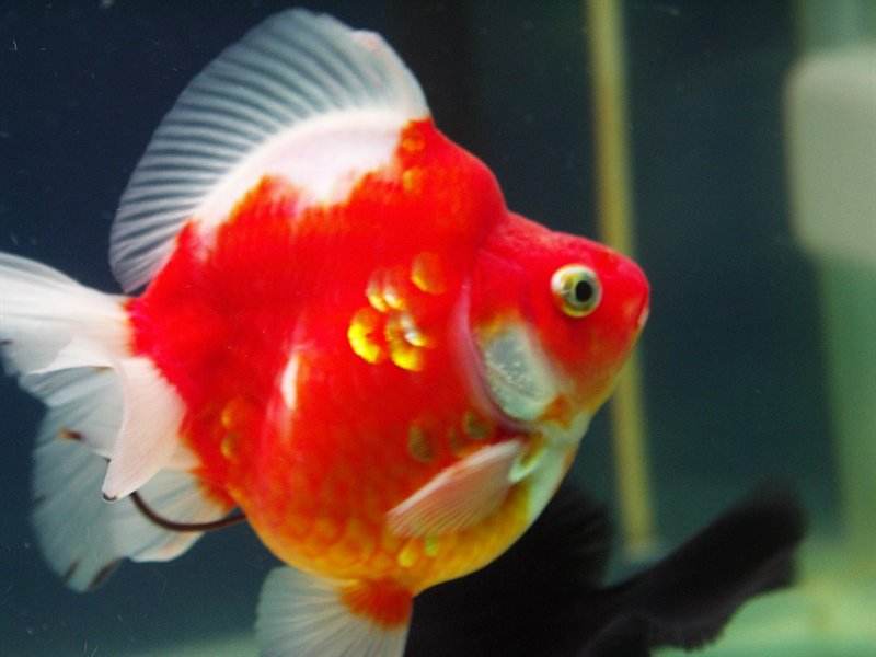 给大家推荐几种好养还不贵的金鱼,金鱼常见易养品种