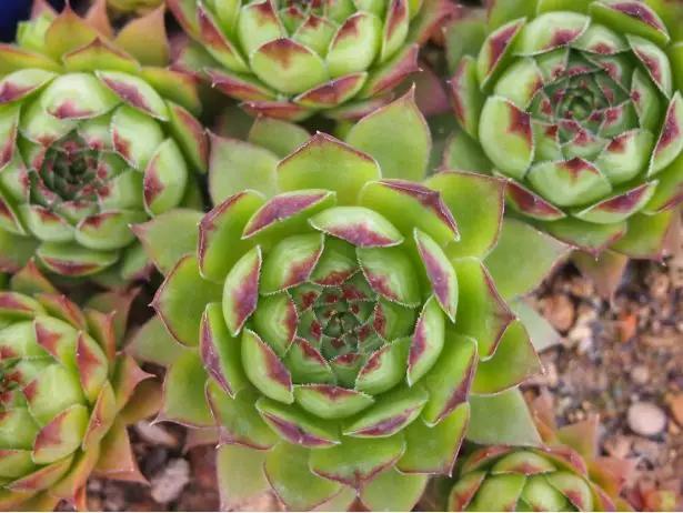 最值得买的多肉品种,包邮最漂亮多肉