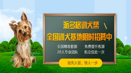 成都派多格训犬学校训犬基地,派多格训犬学校训犬一般要多少钱