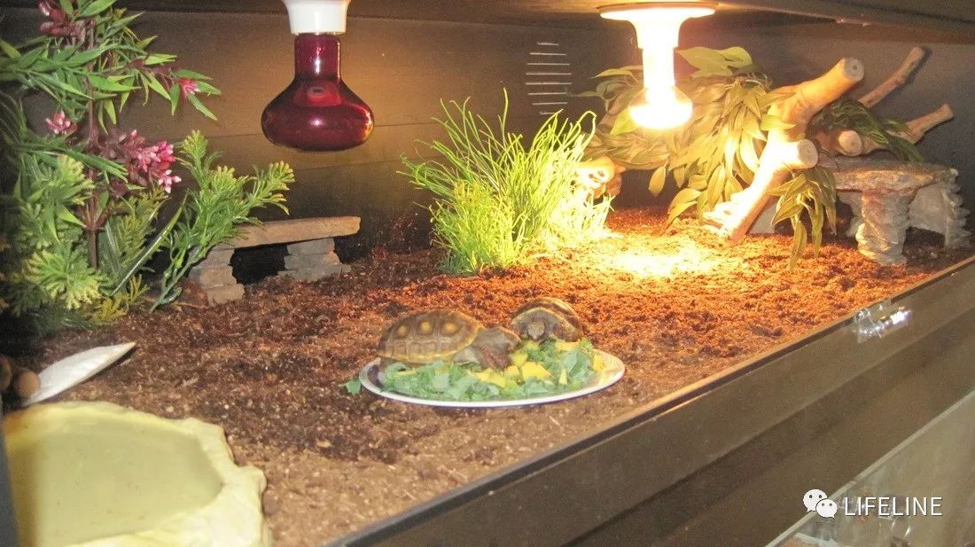 红腿陆龟如何家庭散养,广东红腿陆龟养殖方法