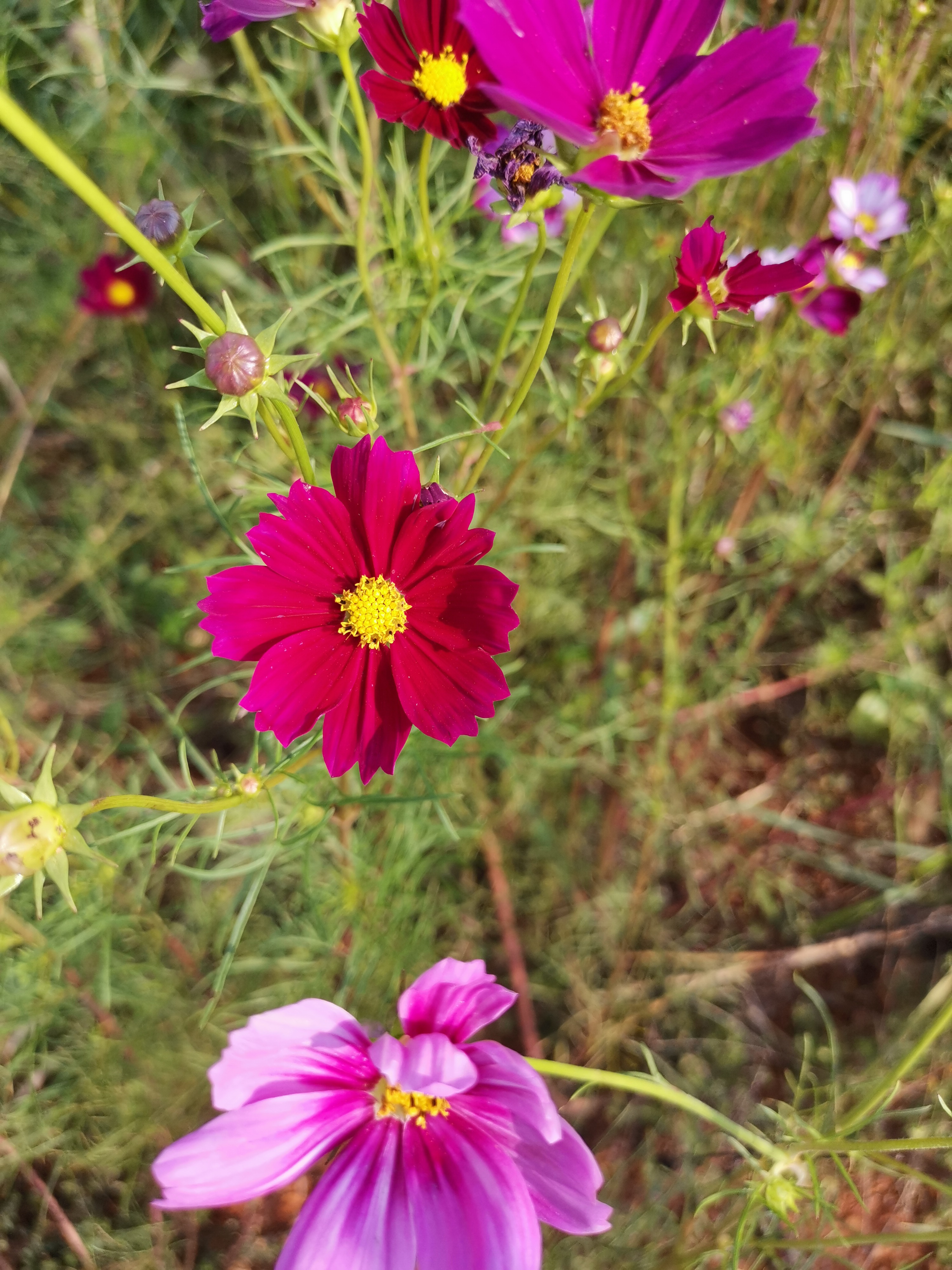 心上人啊你在哪里歌曲,心上人啊你在哪歌词意思