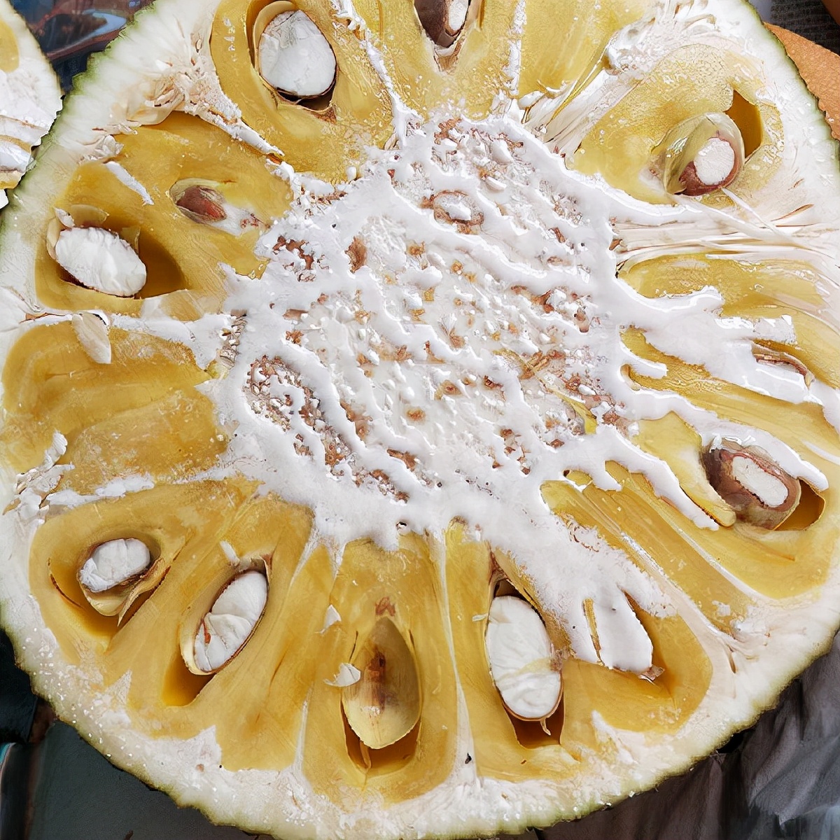 菠萝蜜不知道熟没熟从哪里开始切,你不知道的菠萝蜜图片