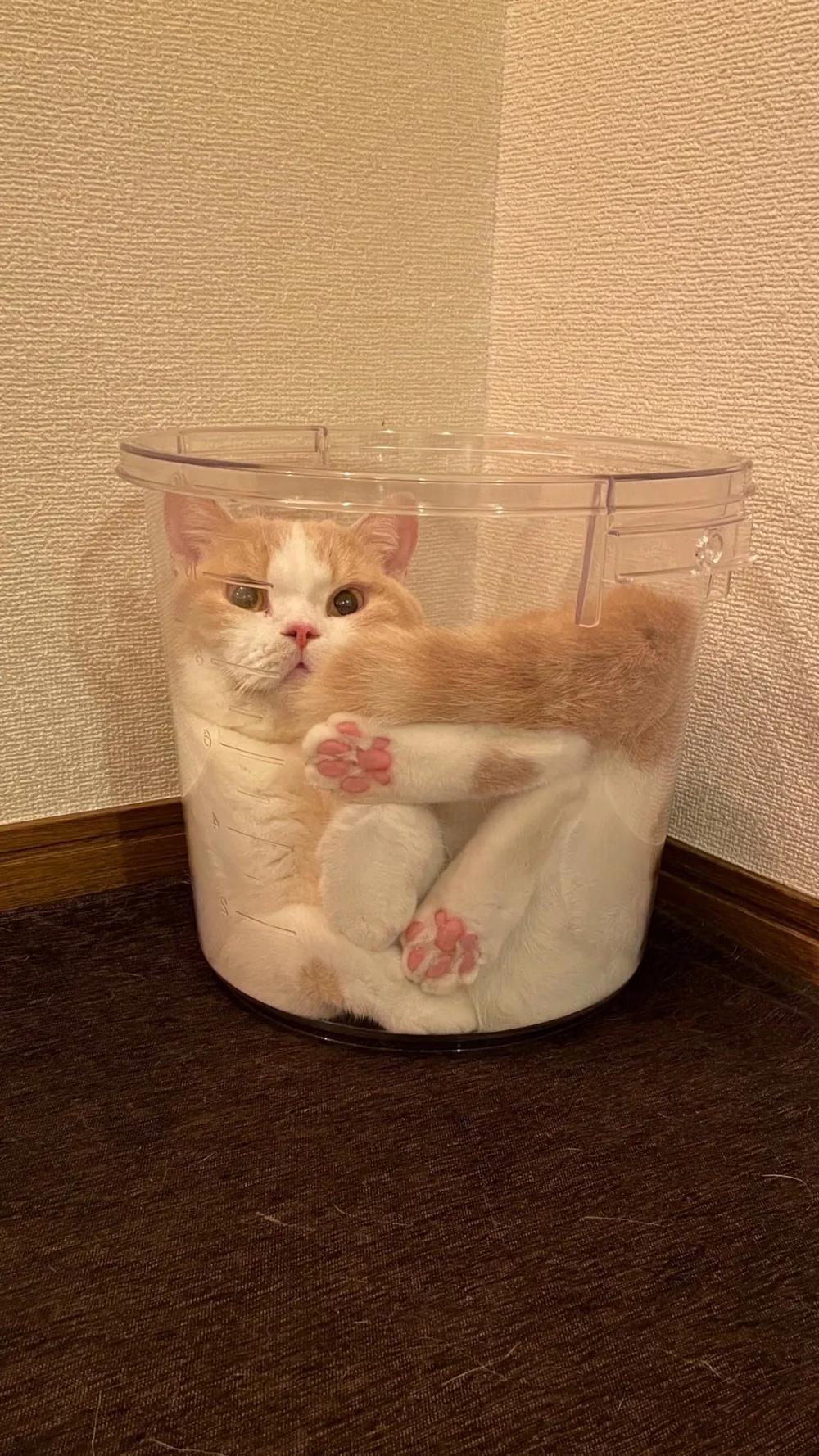 猫咪在地上蜷缩翻滚,猫咪在屋顶的视频