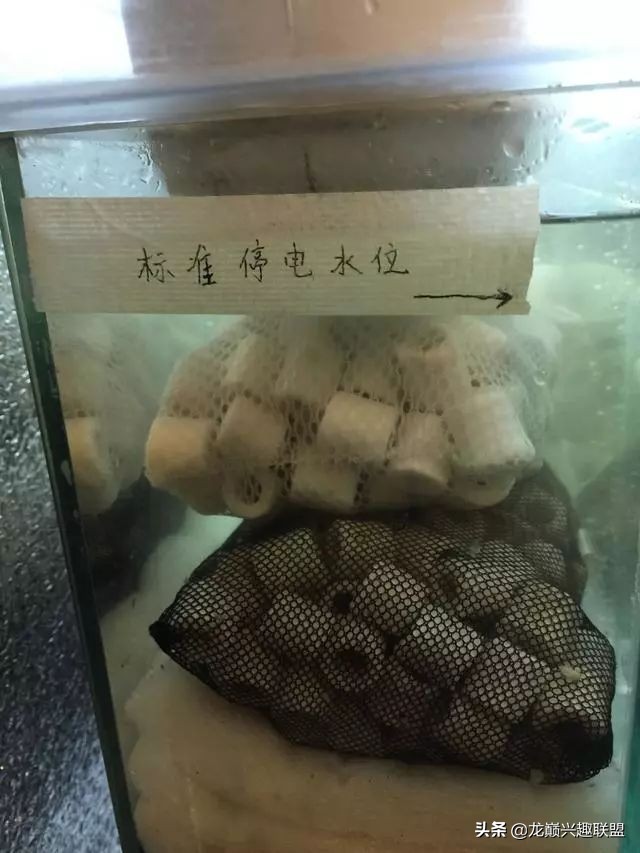 垃圾桶旁边的四方鱼缸，捡回去养了一缸金鱼，别说还挺不错