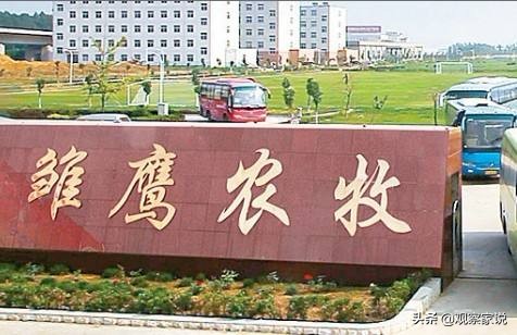 雏鹰退市价格,st雏鹰什么时候退市