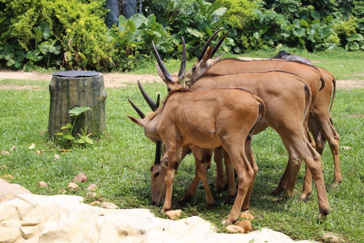 打卡6省最大的野生动物园,打卡各地野生动物园