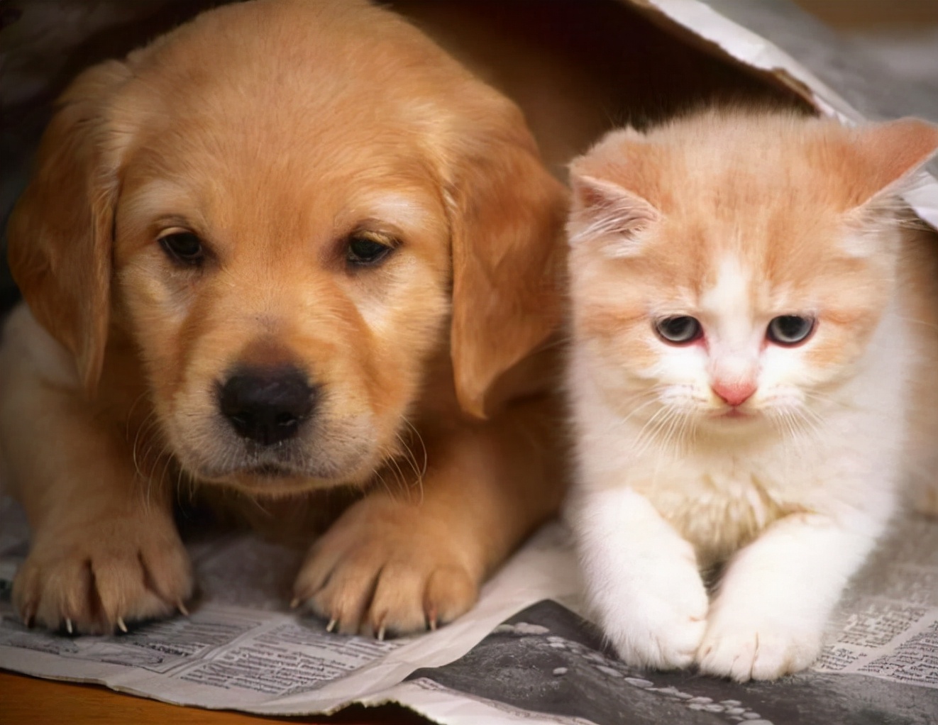 母猫交配后为什么会满地打滚，转过头攻击公猫？