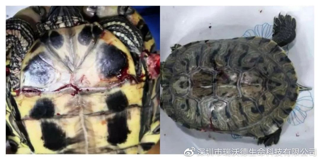 龟外伤修复,乌龟烂甲恢复初期