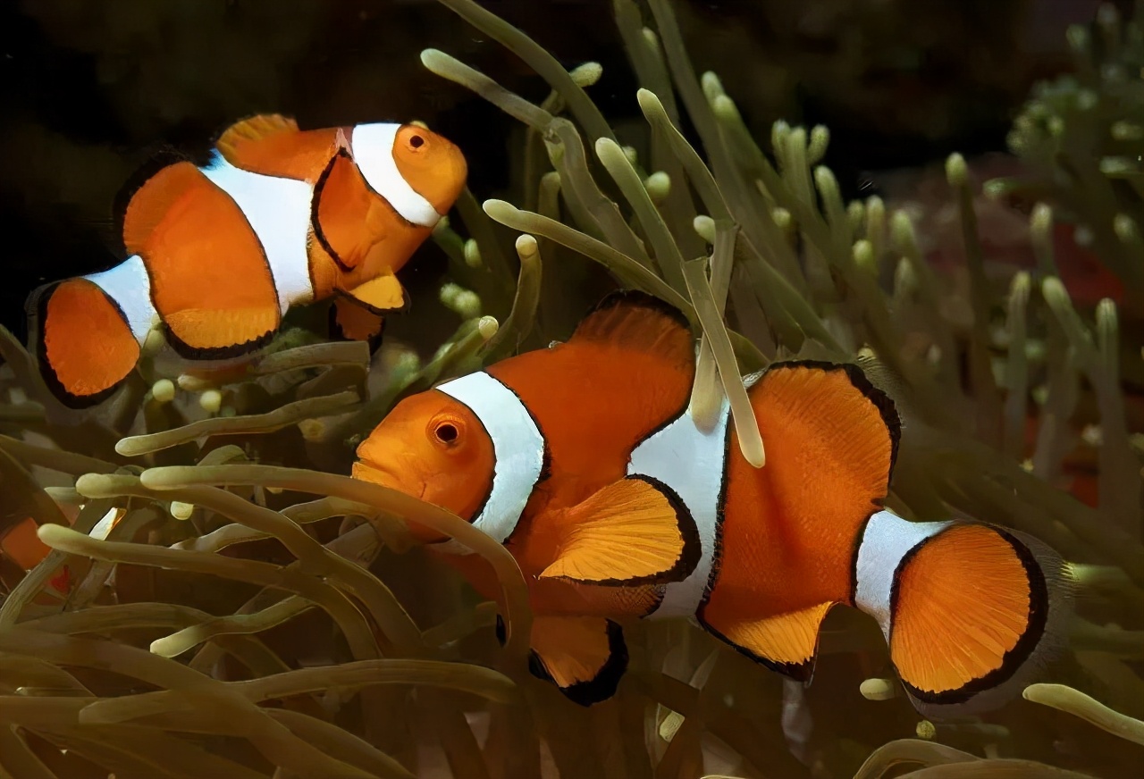 海精灵鱼友快问快答，这些你都知道吗？