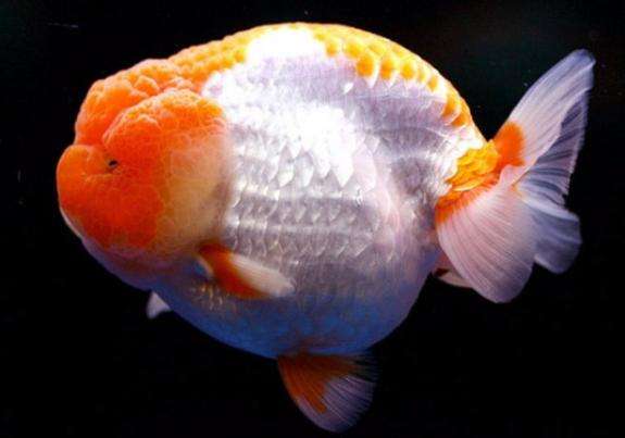 你还在给鱼缸加盐吗？我的弯路，你们就别再走了