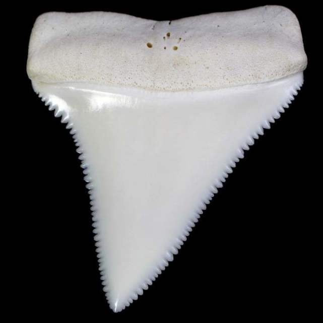 大白鲨为什么残暴,海洋里的大白鲨有多可怕