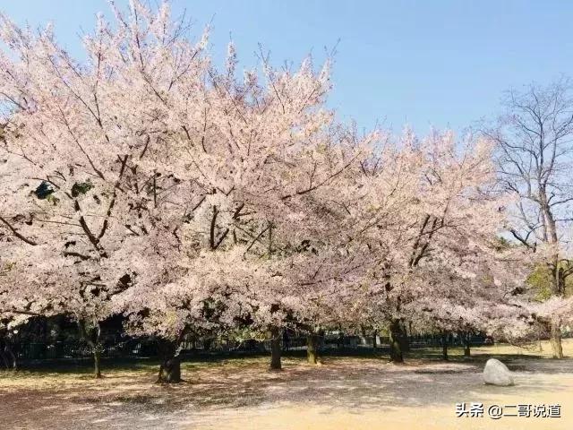 春日青岛游玩攻略,春日出游青岛