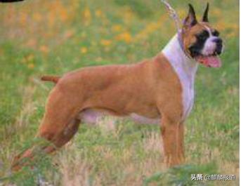 金毛禁养犬名单曲靖,曲靖麒麟区城区养犬标准规定