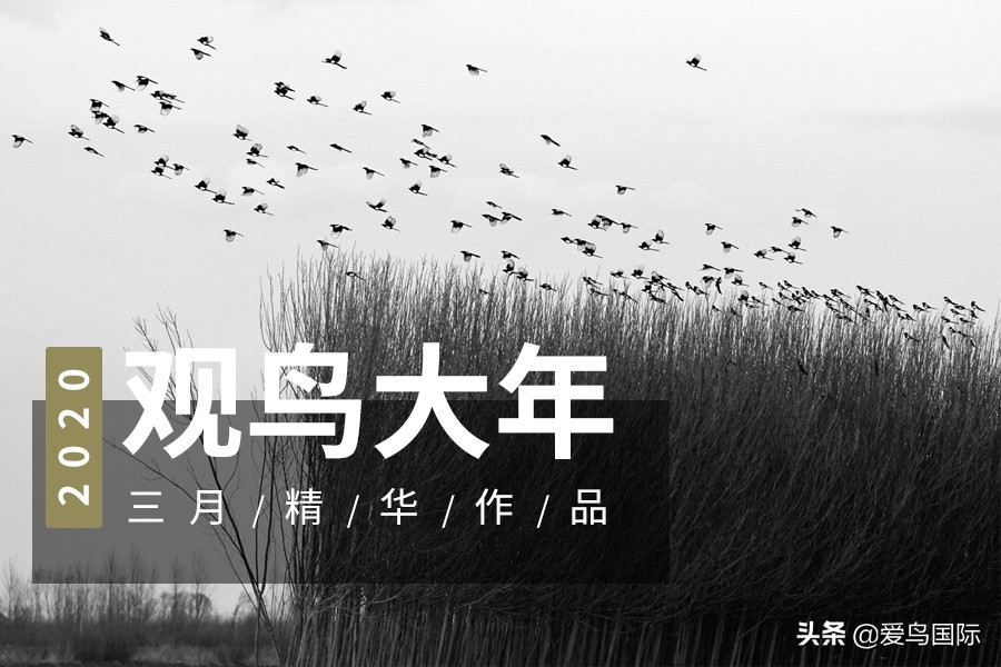 2020观鸟大年,观鸟大年完整版