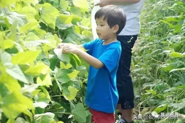 亲子农乐园投资,亲子农乐园经营模式