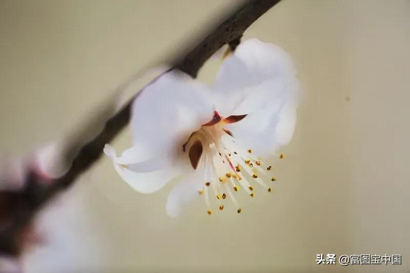 桃花怎么拍才好看,桃花怎么拍摄才能出新意