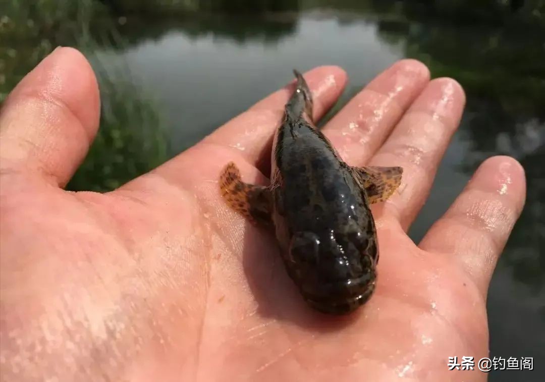 小杂鱼到底能长多大,小杂鱼长得比你想象中的大