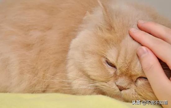 猫咪便血是什么病该吃什么药,猫咪脱肛菊花带血