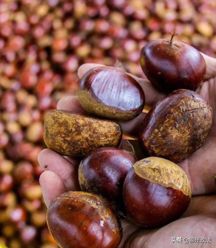 沈阳有什么特色农产品,辽宁省14个市县特产农产品