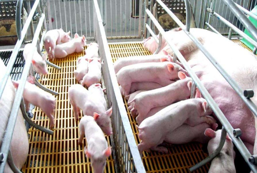 母猪产前要做哪些准备,母猪产前准备哪些工作