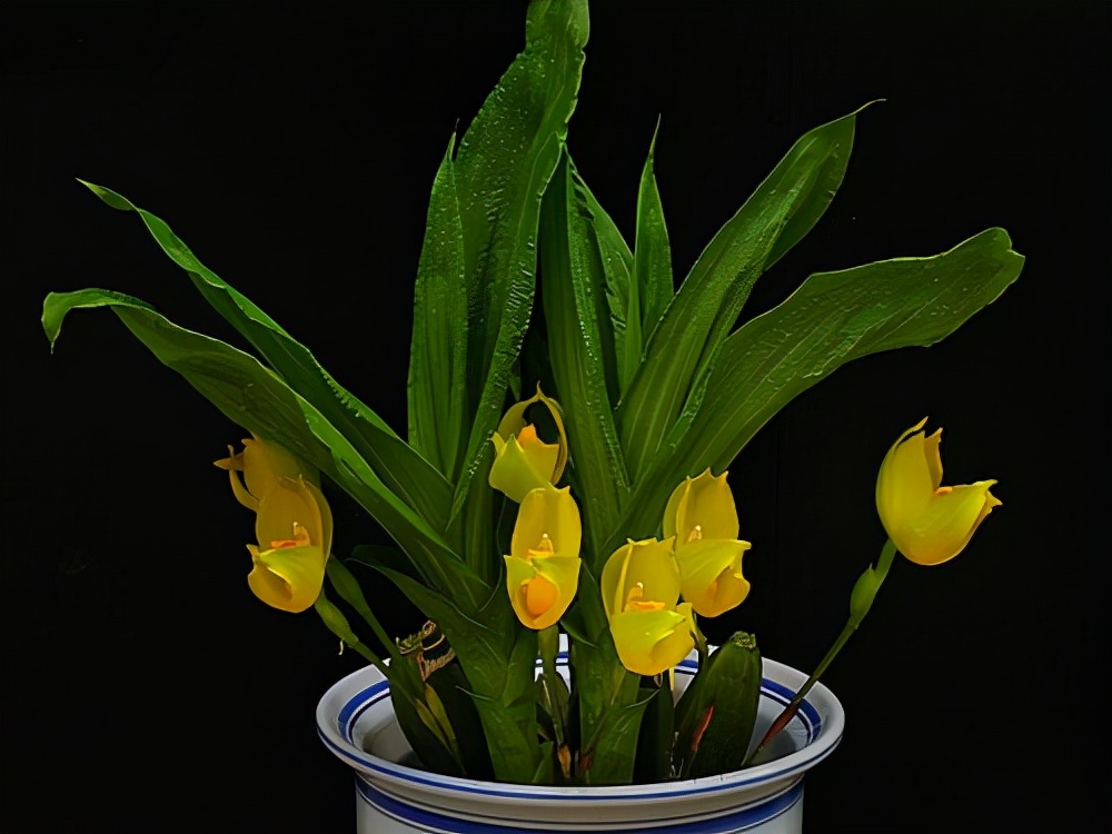 值得收藏的兰花品种有哪些图片,最好的兰花品种图片大全欣赏