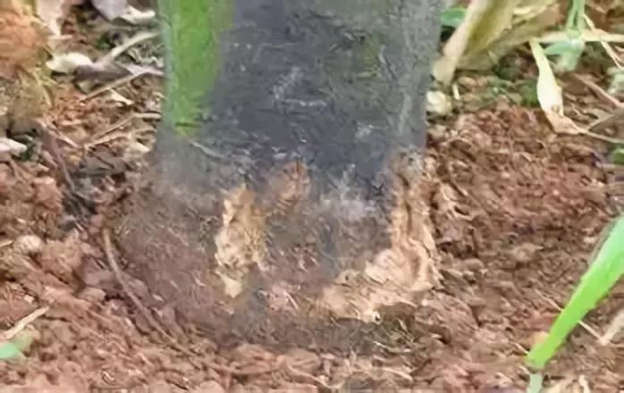 柑橘12月有什么病害虫害,柑橘全年病害虫害最新防治方法