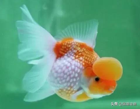 金鱼全身发红充血还能活多久,天气降温金鱼充血怎么办