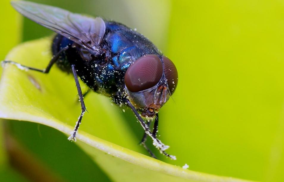 苍蝇为什么要停下一直搓手视频,为什么苍蝇一停下就搓手