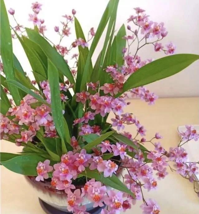 梦香兰的养殖方法,梦香兰花苗