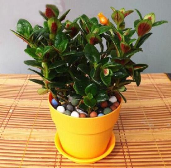 金鱼吊兰修剪下来的枝条怎样扦插,金鱼吊兰扦插一棵怎么能爆盆