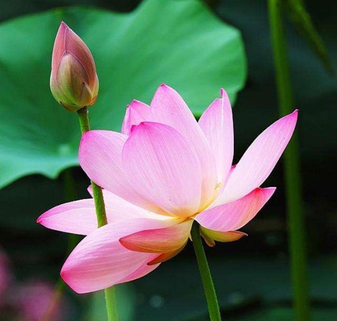 水芙蓉是不是荷花的名称,水芙蓉和荷花的关系