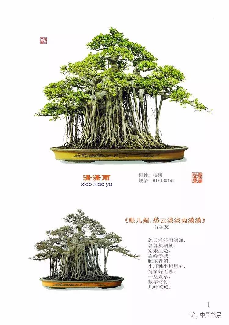 陈文图老师,陈文图盆景欣赏