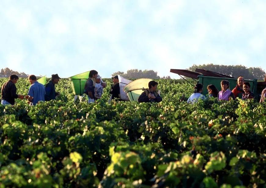 喝了那么多年啤酒你真的懂啤酒吗,8年的拉菲为什么那么好