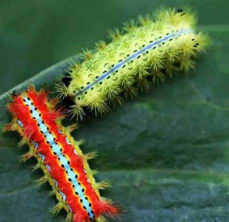 童年被洋辣子蛰过,蚂蝗小时候的噩梦