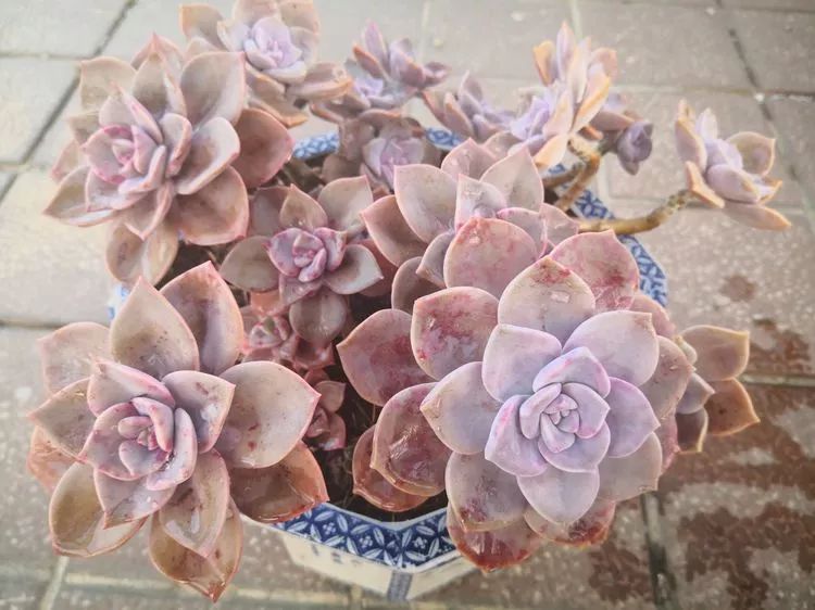 最美的20种多肉,15种最美的多肉