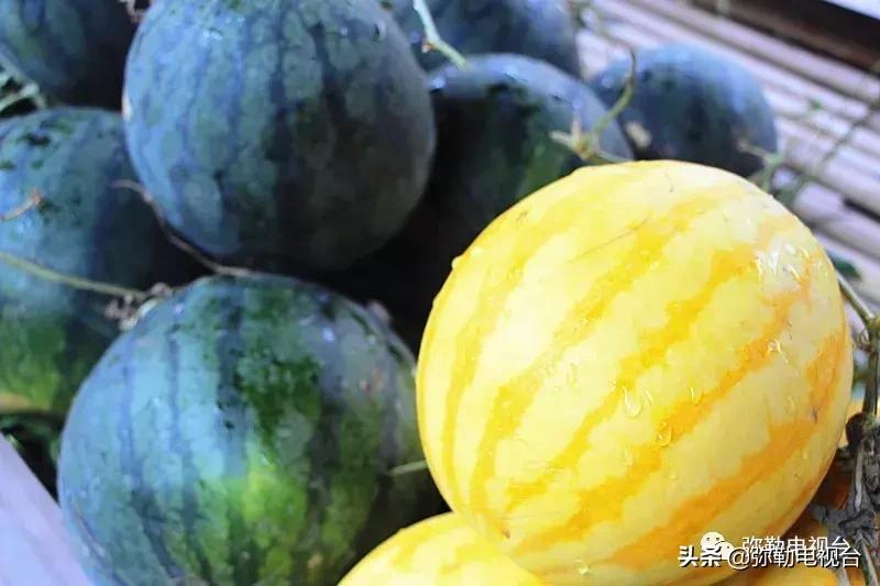 弥勒千亩西瓜熟了！黄心瓜、红心瓜、小香瓜…你喜欢哪种？
