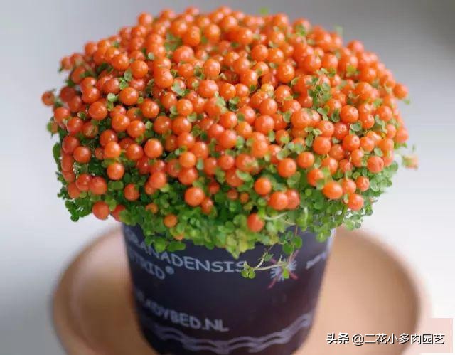 365种·常见花卉图谱，观果和多肉植物收藏篇