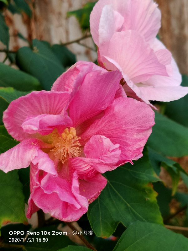 这种花通常用来比作美丽的女子，有人拿来做药，还有人当野菜吃