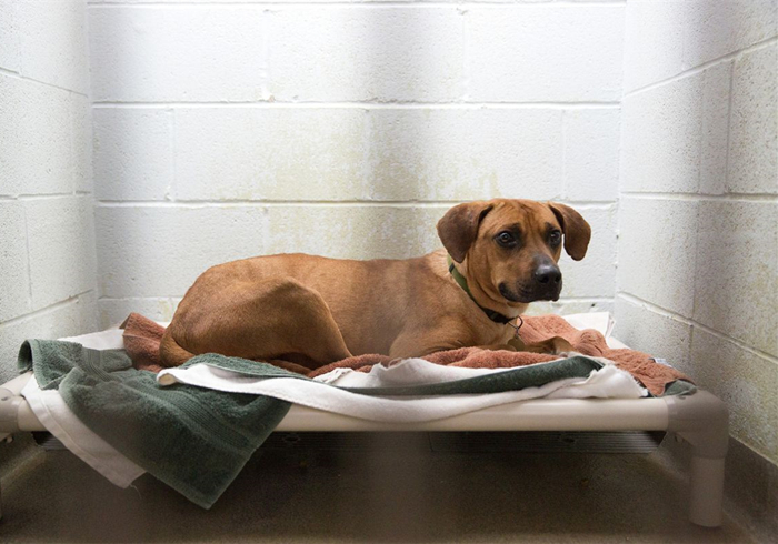 狗狗流鼻血是什么病的前兆,狗狗鼻口有白色浓鼻涕是怎么回事